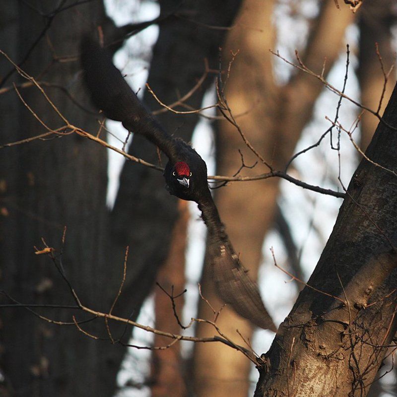 желнаphoto preview