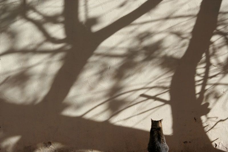 кошкин дзен.photo preview