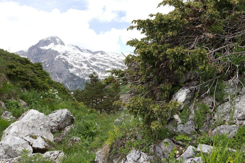 Можжевельникphoto preview