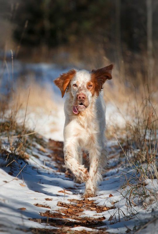 Английский сеттер, Прогулки с собакой, Собака в движении По первому снежкуphoto preview