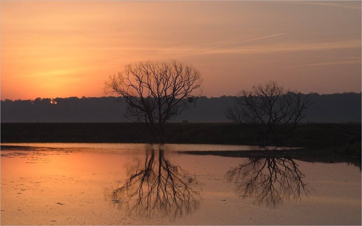, Николай Шахманцир