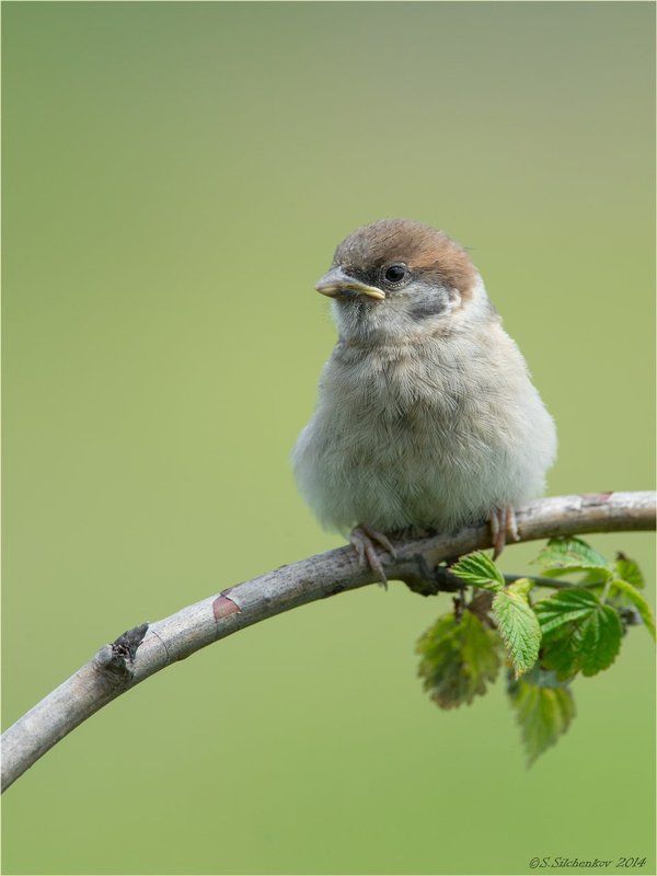 Воробей, Птицы, Фотоохота Babyphoto preview