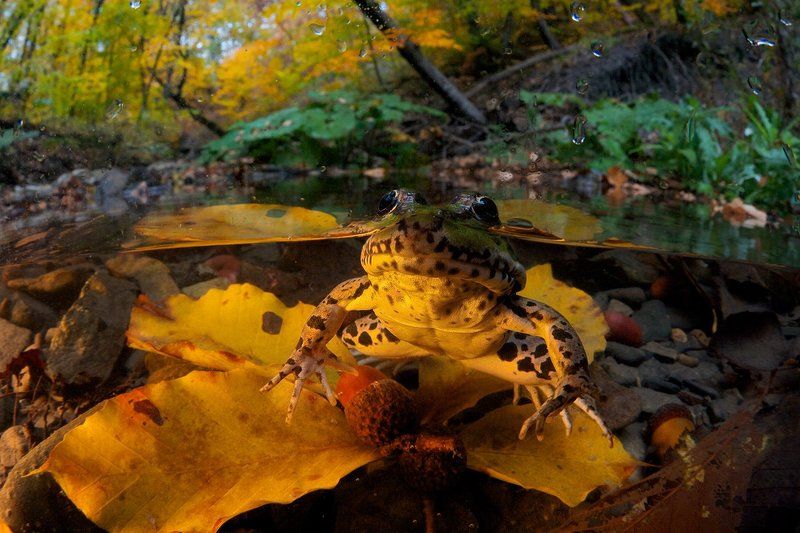 Лес, Лягушка, Осень, Прудовая лягушка, Ручей, Сплит Два мира одного царстваphoto preview