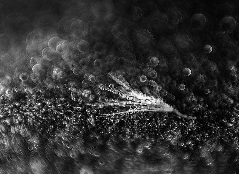 Bokeh Maniaphoto preview