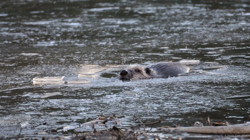 Во льдах...photo preview