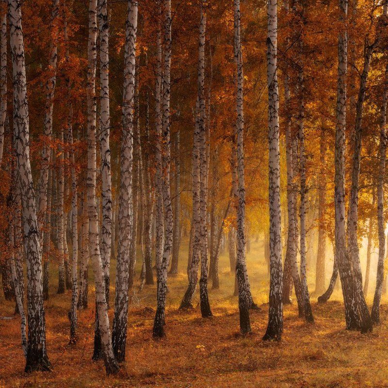 Золотая роща фото превью