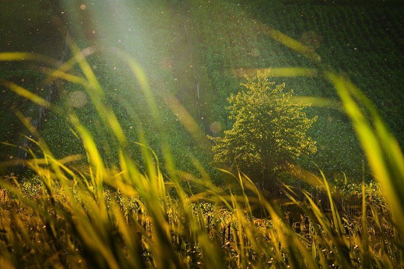 Crumbs of the sunphoto preview