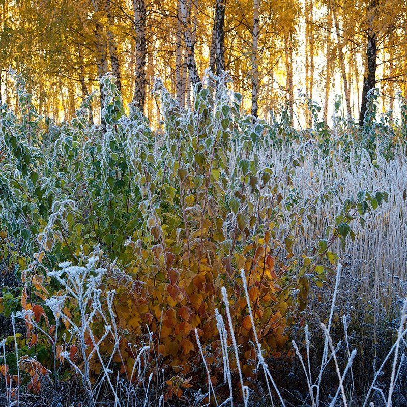 лето, зима, иней, поле, березы Лето vs Зима?photo preview