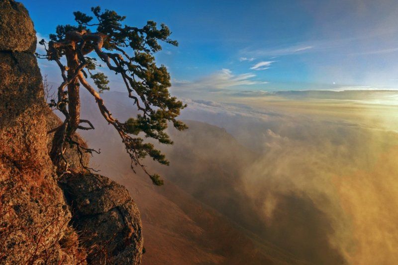 Растущая над облаками. фото превью