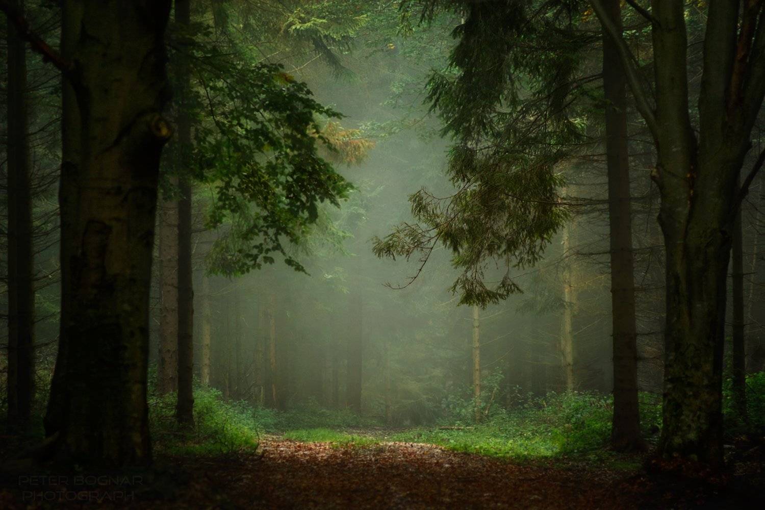 , Bogn&aacute;r P&eacute;ter