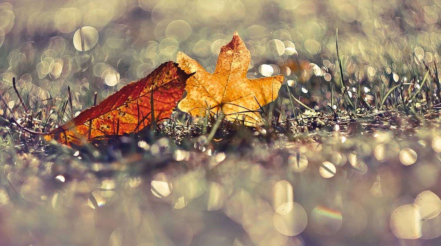 , Gabriel Prescornita