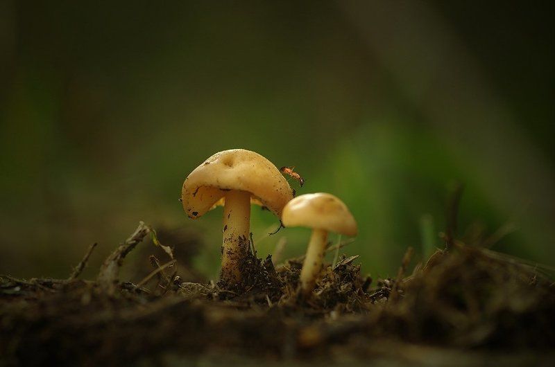 tale of an antphoto preview