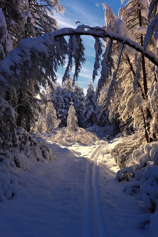 Лесная сказкаphoto preview