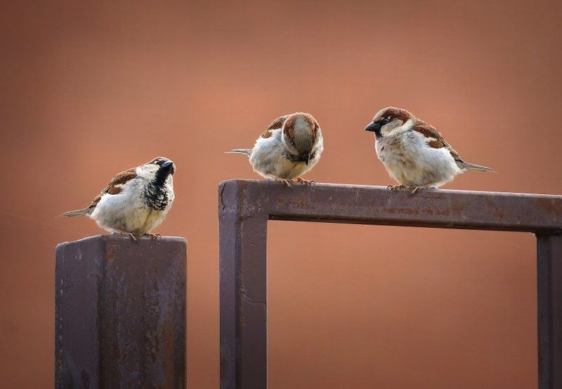 Опять двойкаphoto preview