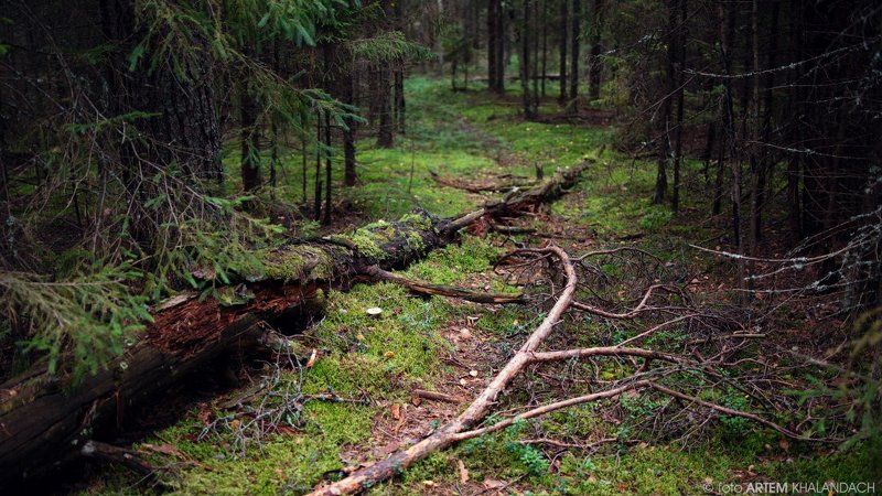 Старая тропаphoto preview