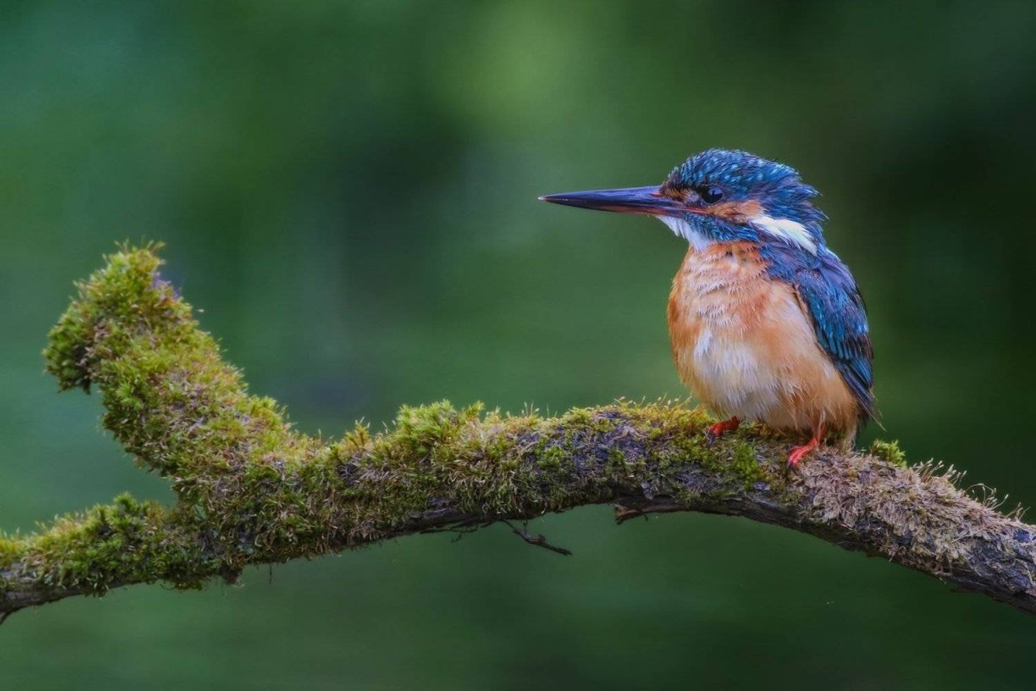 Зимородок, Красивая открытка, Портрет зимородка, Птичка на ветке, Саров, Фотограф, Фотоохота, Экзотическая птица, Яркое оперение, Александр Чибиркин