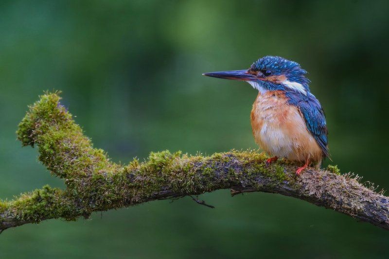Зимородок, Красивая открытка, Портрет зимородка, Птичка на ветке, Саров, Фотограф, Фотоохота, Экзотическая птица, Яркое оперение Минутка отдыхаphoto preview