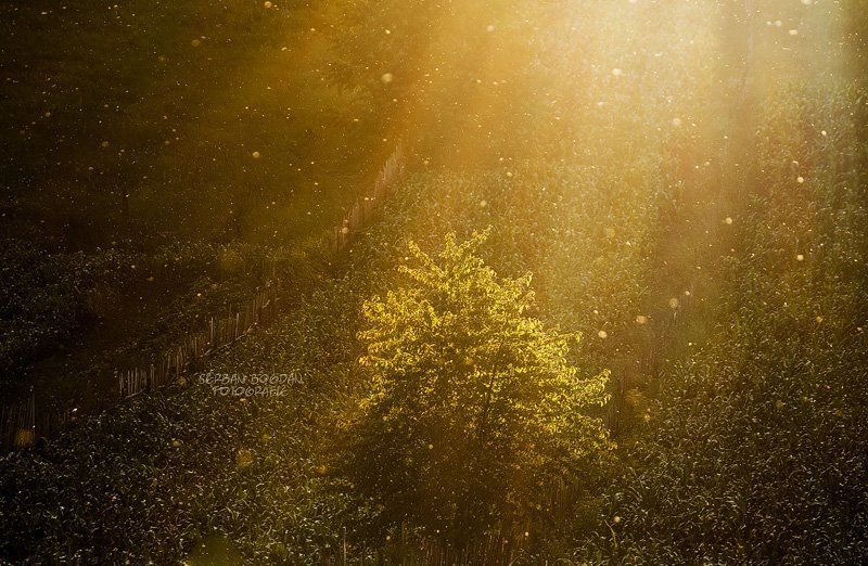 Crumbs of the sun (2)photo preview