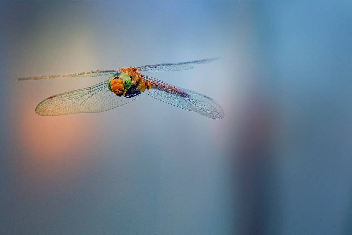 --*--. Автор: Васил Анастасовски , Васил Анастасовски