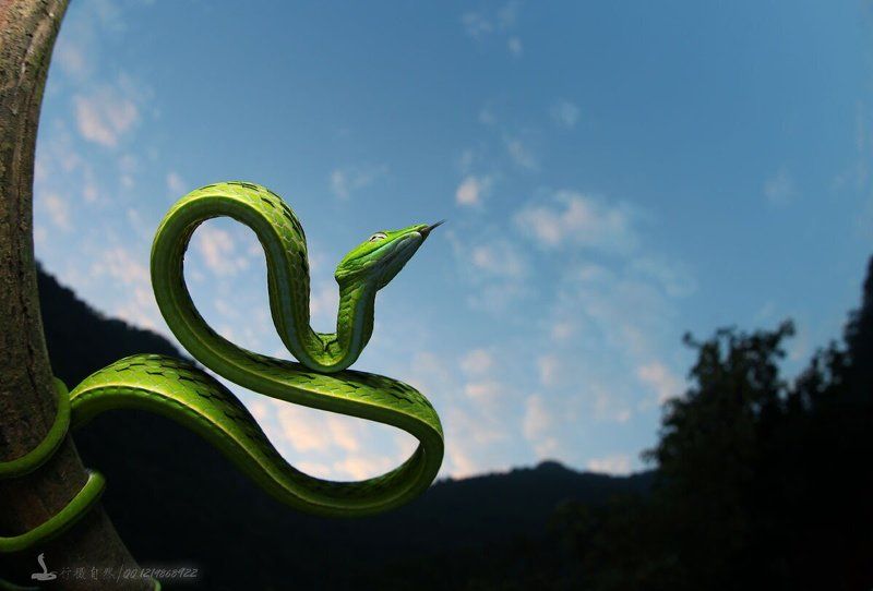 Тонкий зеленая змеяphoto preview