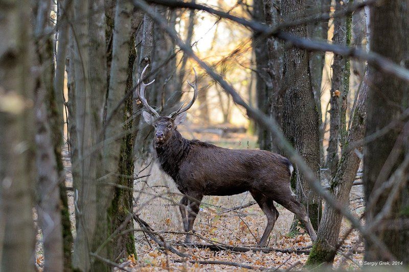 Красавец-мужчинаphoto preview
