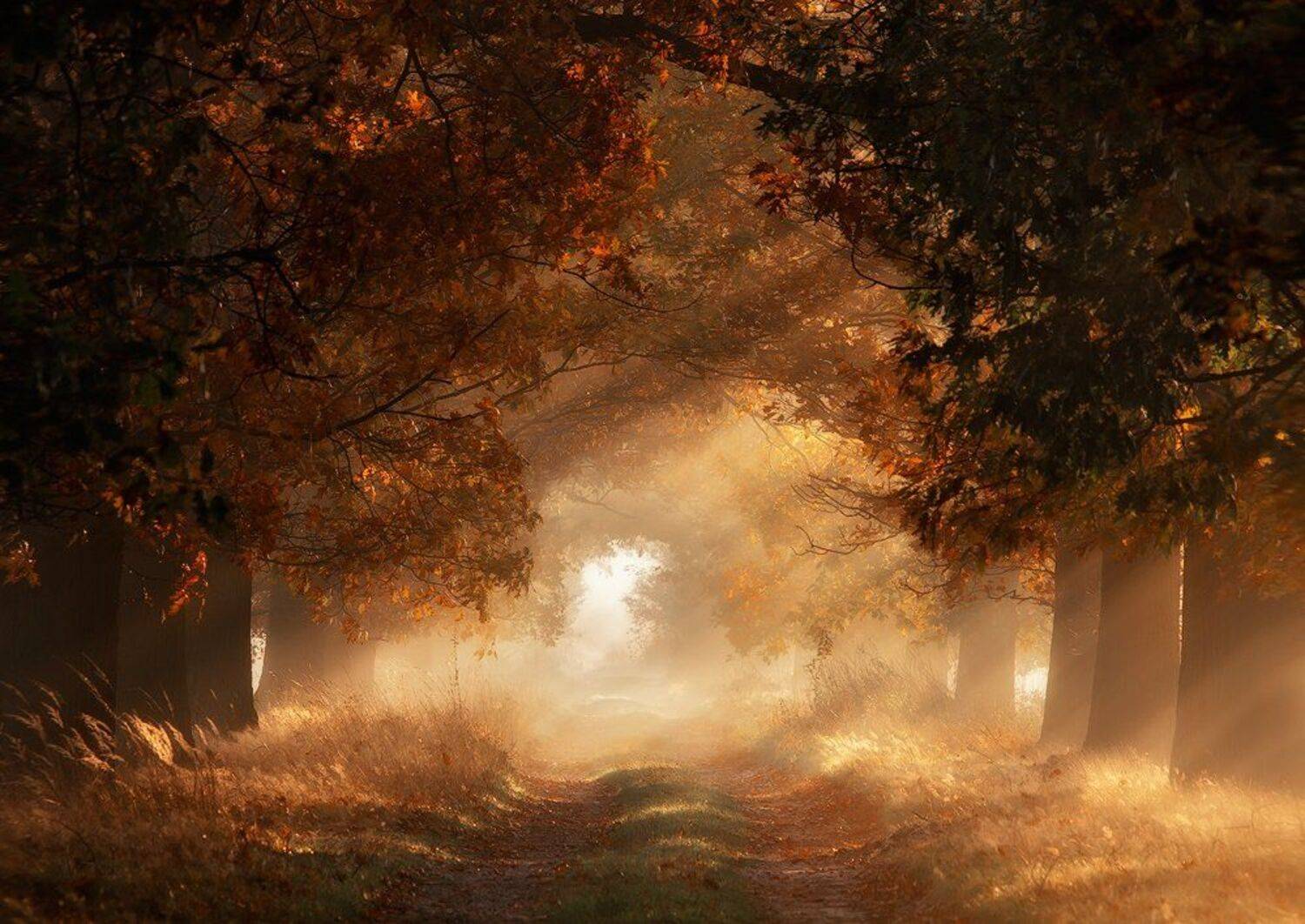 Autumn Alley. Автор: Pawel Uchorczak Alley, Light, Poland, Uchorczak, Pawel Uchorczak