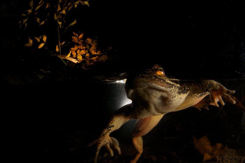 Солист балета Лягушинное озероphoto preview