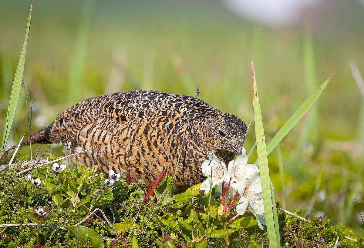 Куропатка и рододендрон. Автор: Дмитрий Уткин куропатка, рододендрон, Дмитрий Уткин