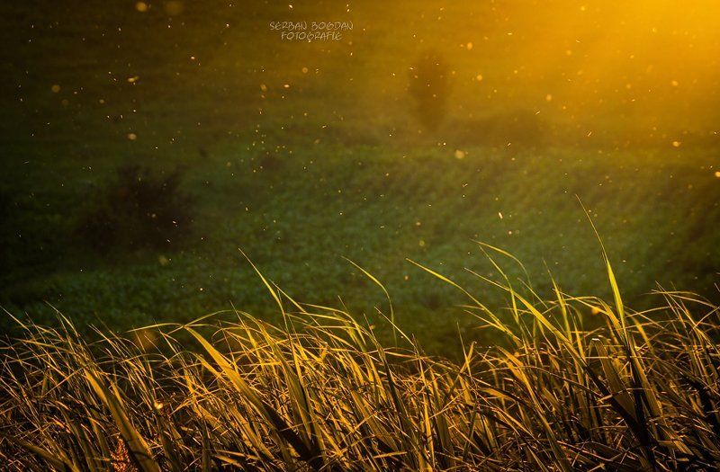 Crumbs of the sun (3)photo preview