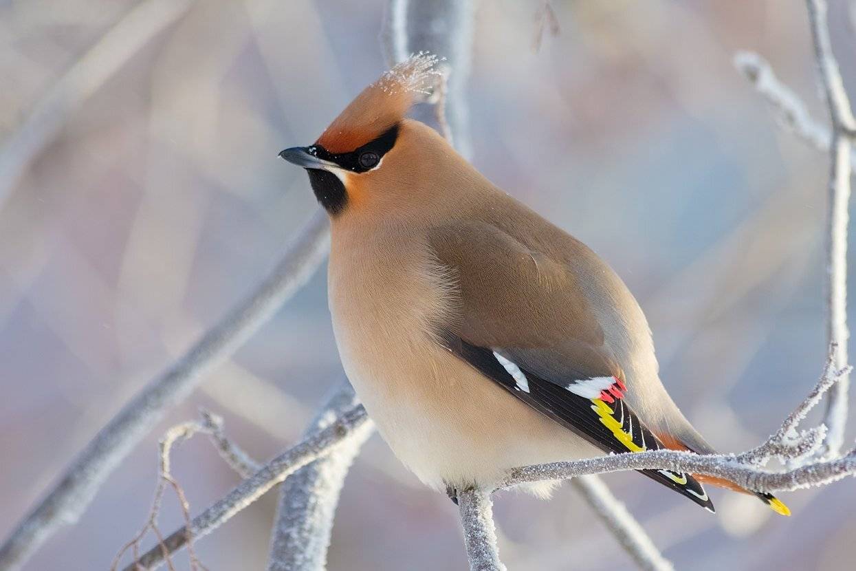 Зимний свиристель. Автор: Алексей Горохов , Алексей Горохов