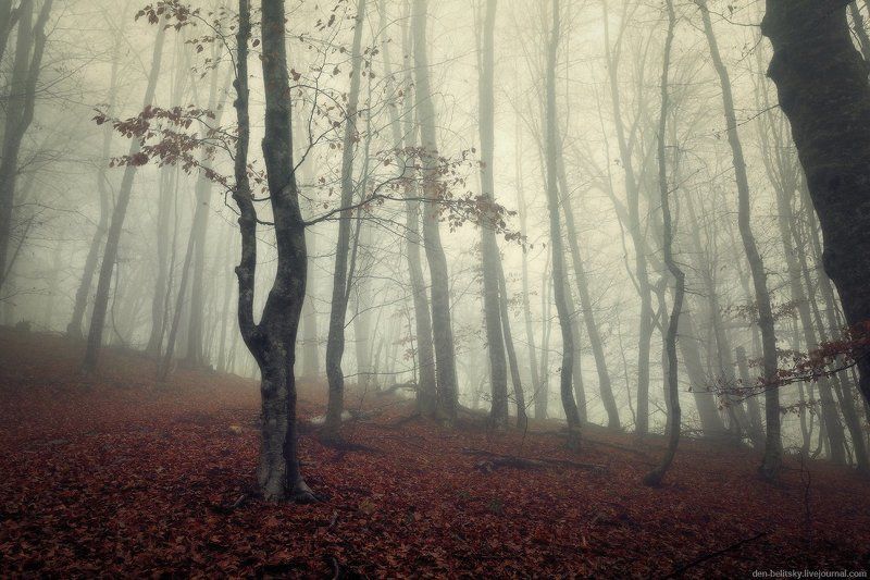 Призрачный лесphoto preview