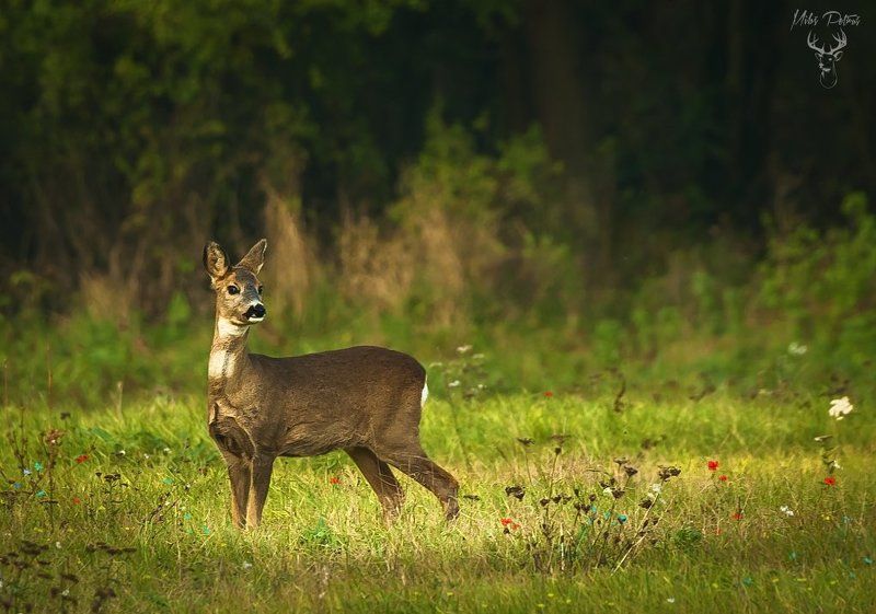 В ожидании партнераphoto preview