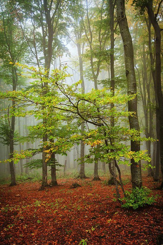 Reverencephoto preview