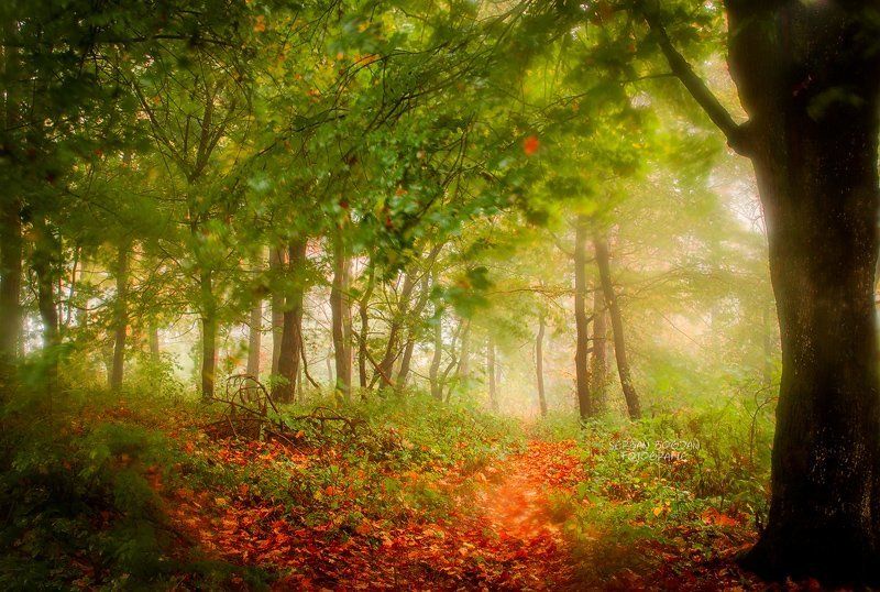 Portrait of a autumn still youngphoto preview