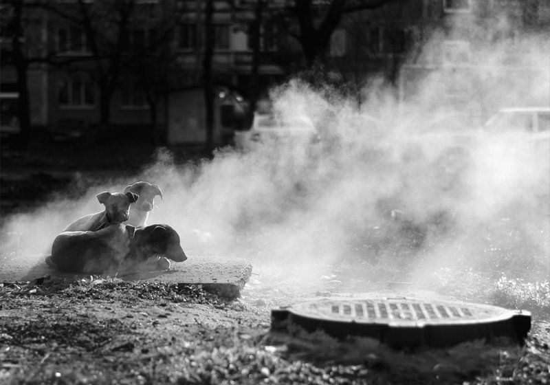 в ожидании теплаphoto preview