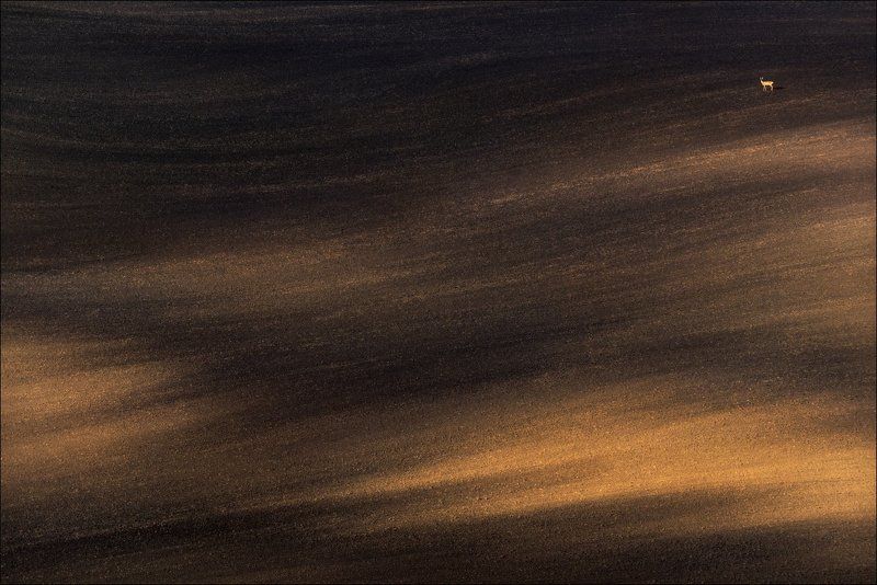 Геометрия, Косуля, Линии, Моравия, Осень, Рельеф, Свет, Тени, Чехия / Пейзаж с косулей /photo preview