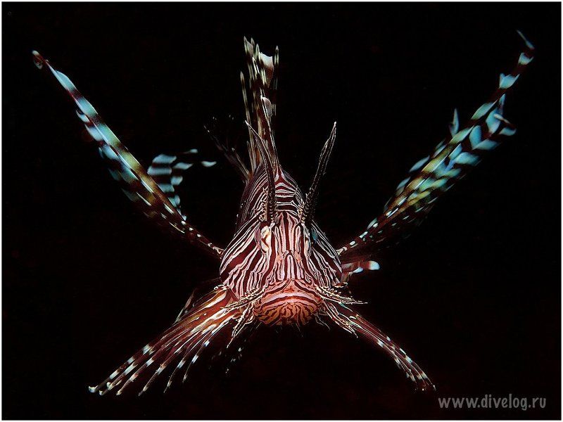 Дайвинг, Индонезия, Крылатка, Рыба Полетphoto preview