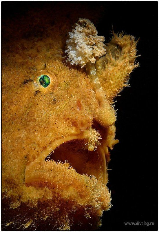 Индонезия, Рыба, Фрогфиш Бородаphoto preview