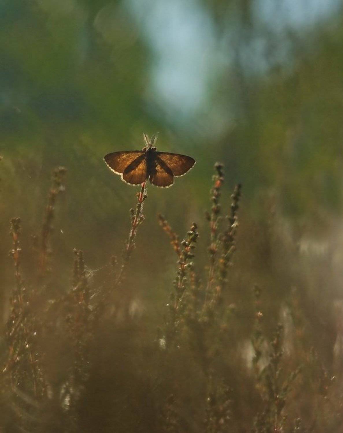 , Марина Мищенко