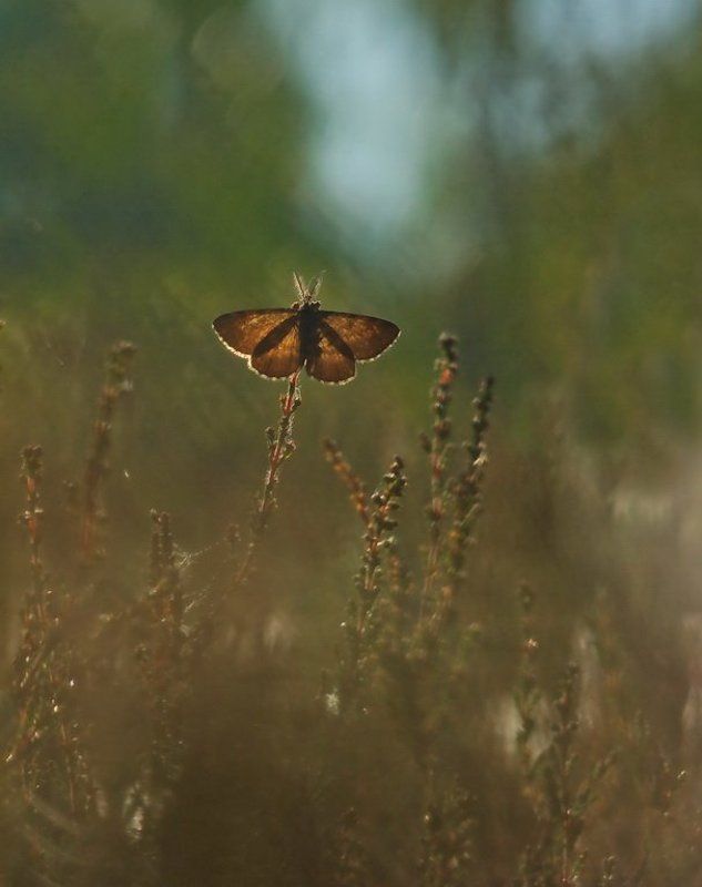 Да здравствует новый деньphoto preview