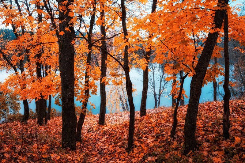 Осенний вальс прощальный фото превью