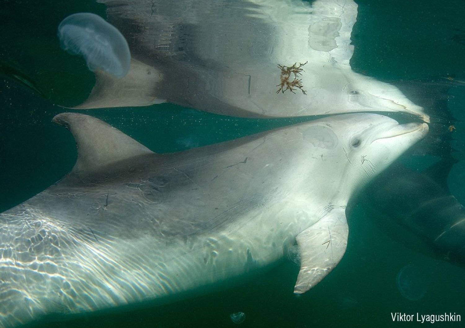 , Витя Лягушкин