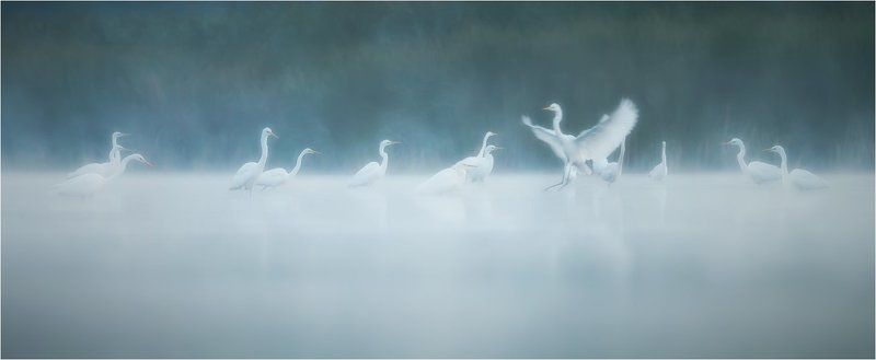 Birds, Great White Egret, Wildlife, Большая белая цапля ***photo preview