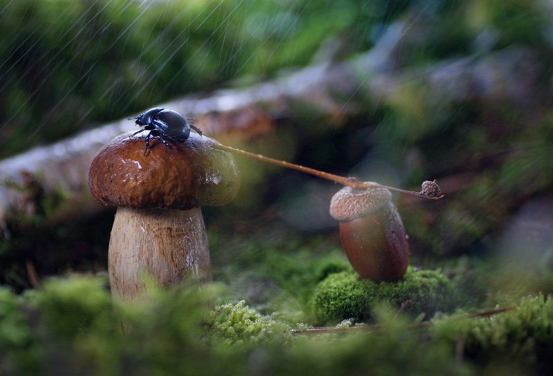 Бабочка, Грибы, Жук, Улитка Лесные зарисовкиphoto preview