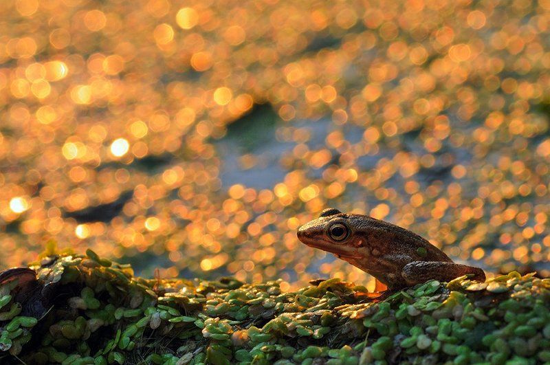 Golden Bokehphoto preview