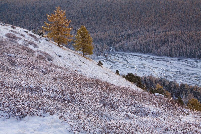 2014, актру, алтай, горы, деревья, осень, россия, снег ***photo preview