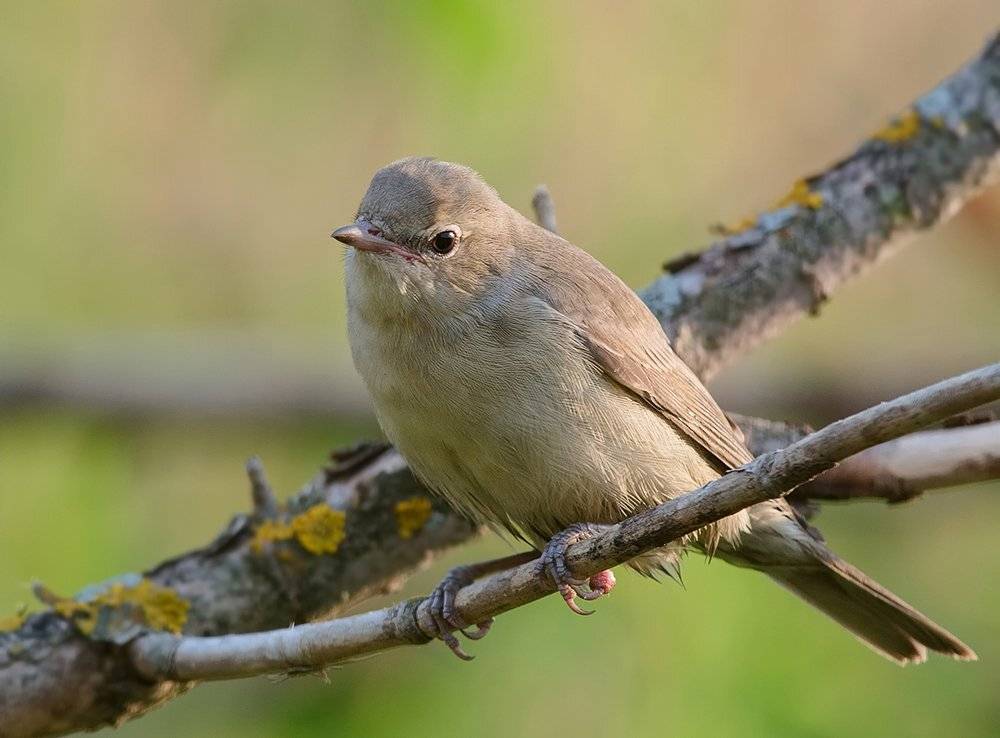 ***. Автор: Alexey Gnilenkov , Alexey Gnilenkov