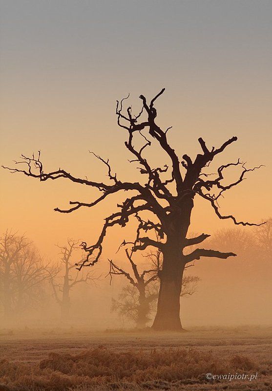 Rogalinphoto preview