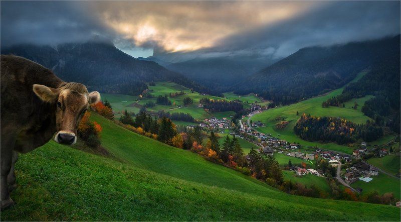 Альпы, Горы, Доломитовые альпы, Италия, Корова, Луг, Трава, Утро «Tales of Dolomites - Legend of the very curious cows»photo preview