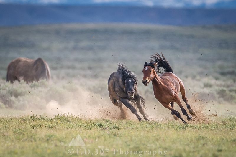 The Pursuit photo preview